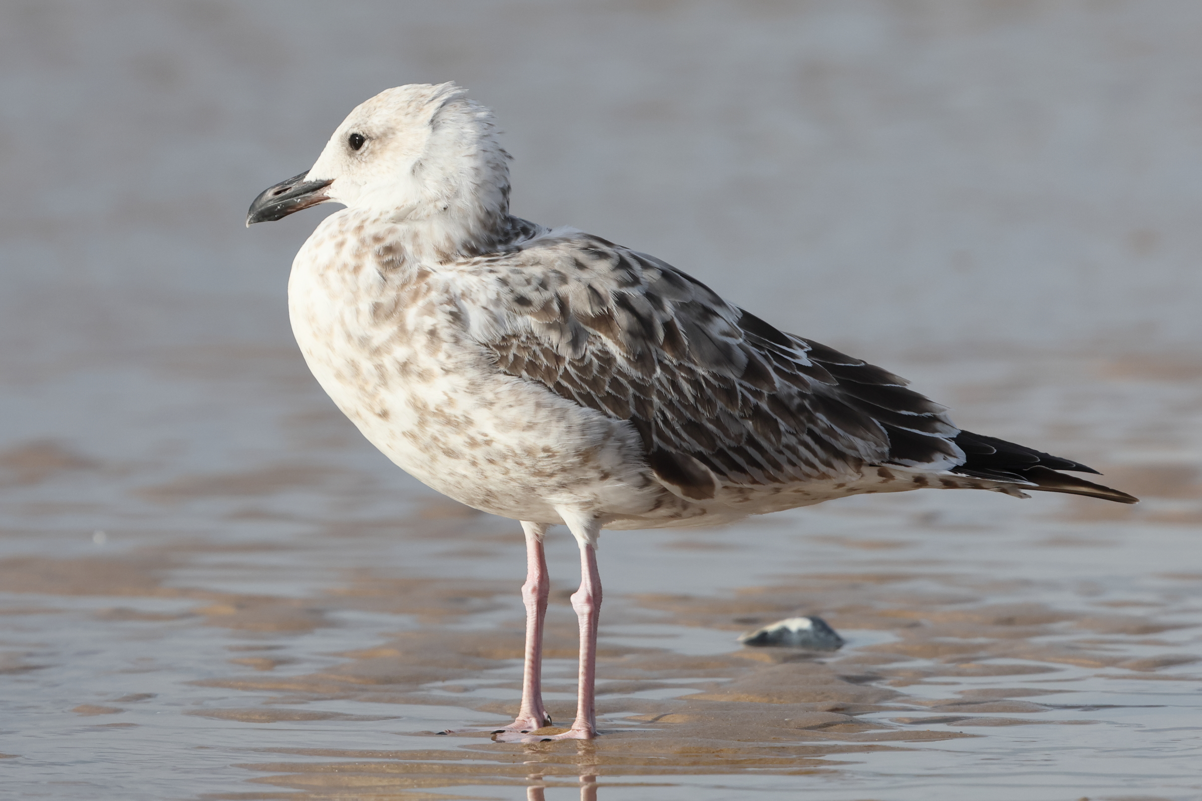Caspian Gull. Norfolk, 01 September 2025 © Neil G. Morris