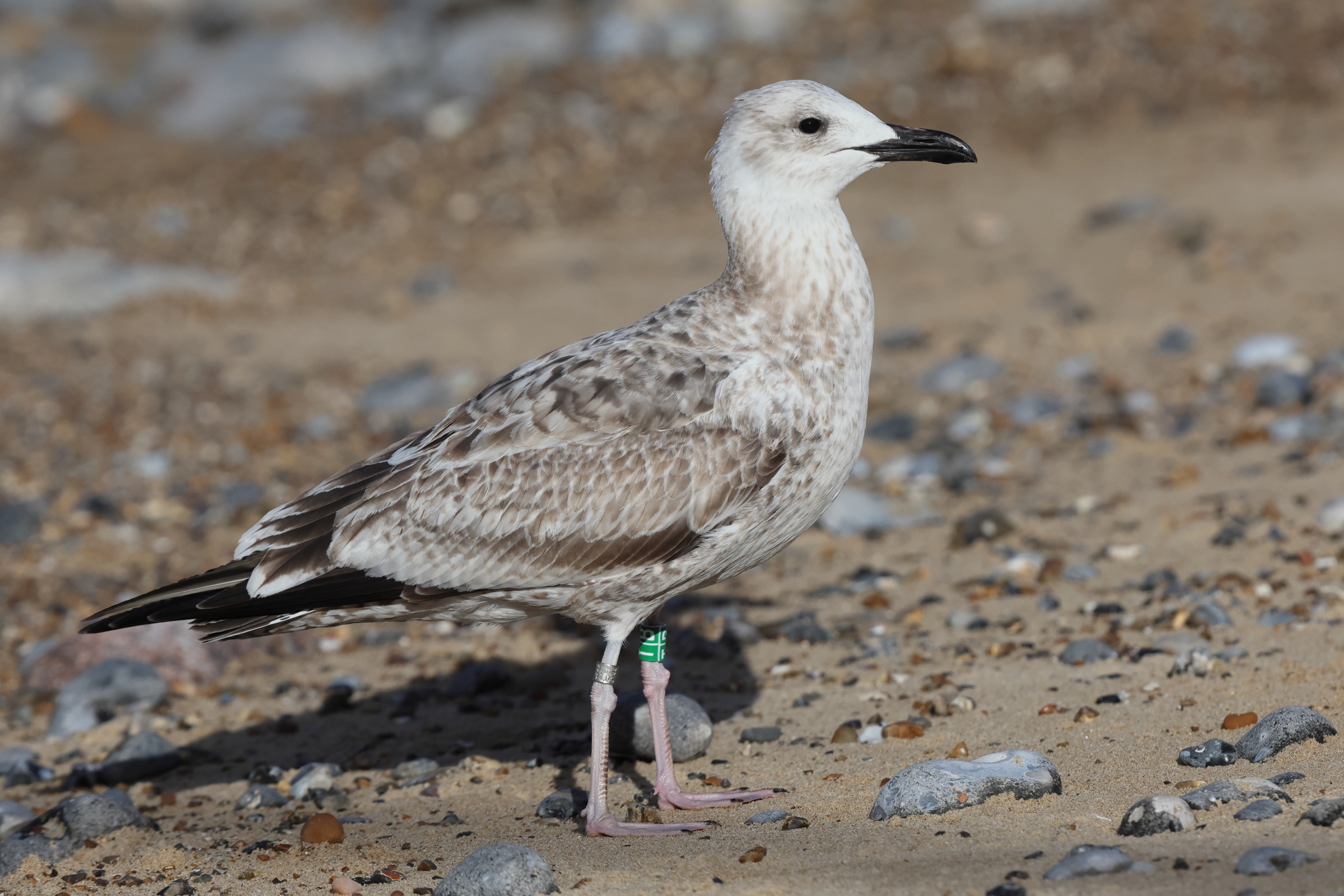 Caspian Gull. Norfolk, 01 September 2025 © Neil G. Morris
