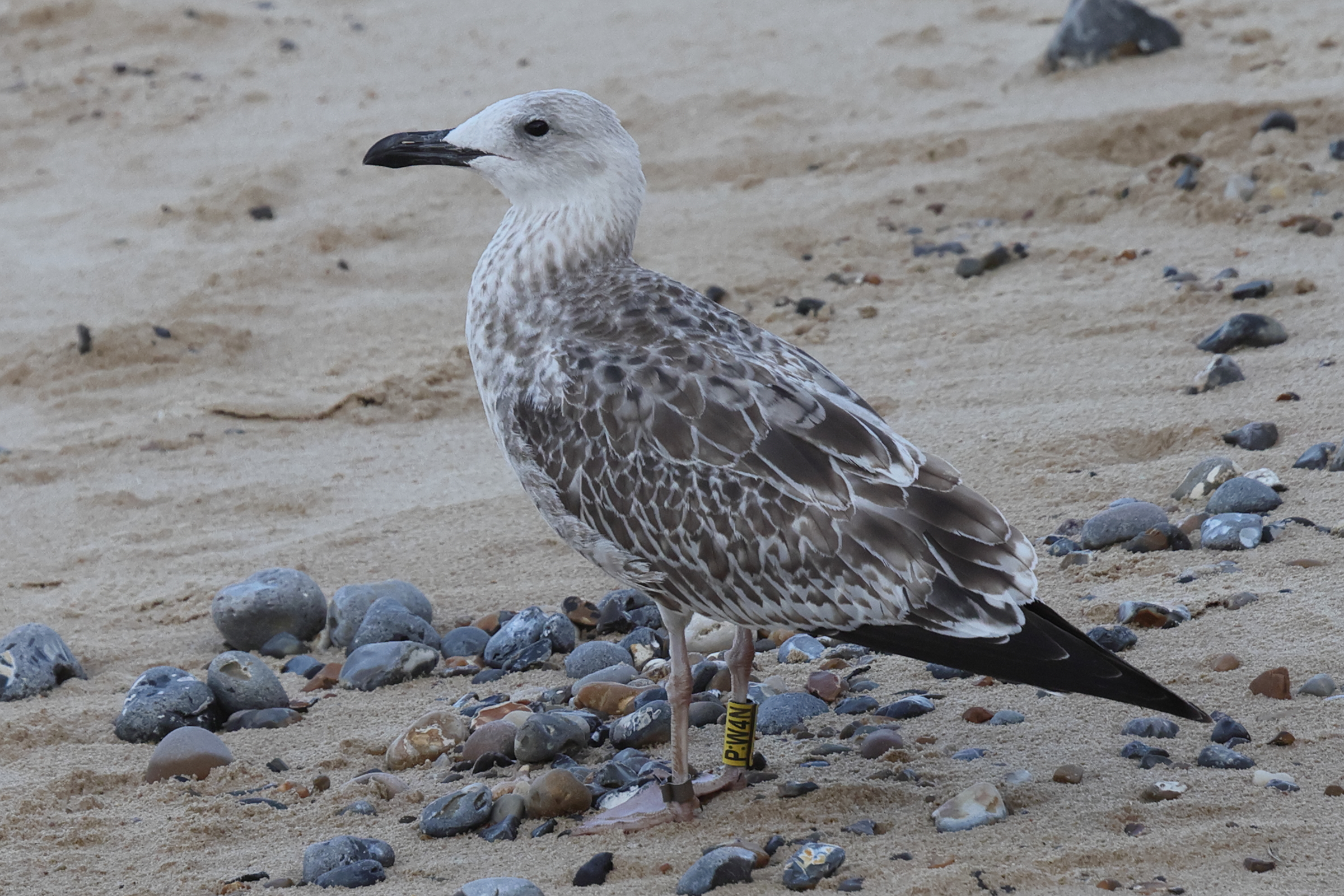 Caspian Gull. Norfolk, 01 September 2025 © Neil G. Morris