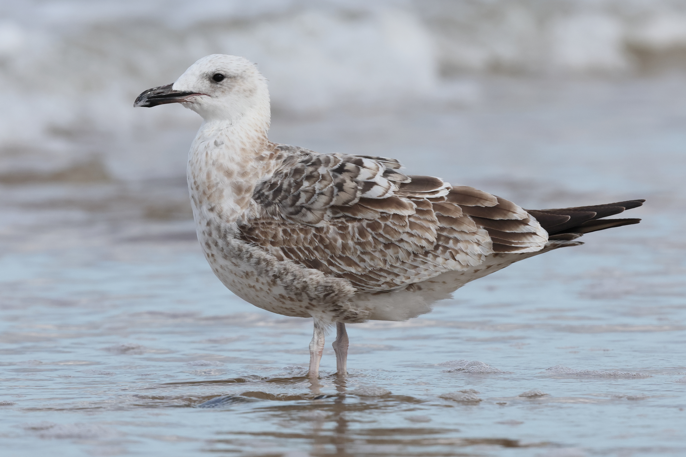 Caspian Gull. Norfolk, 08 September 2025 © Neil G. Morris