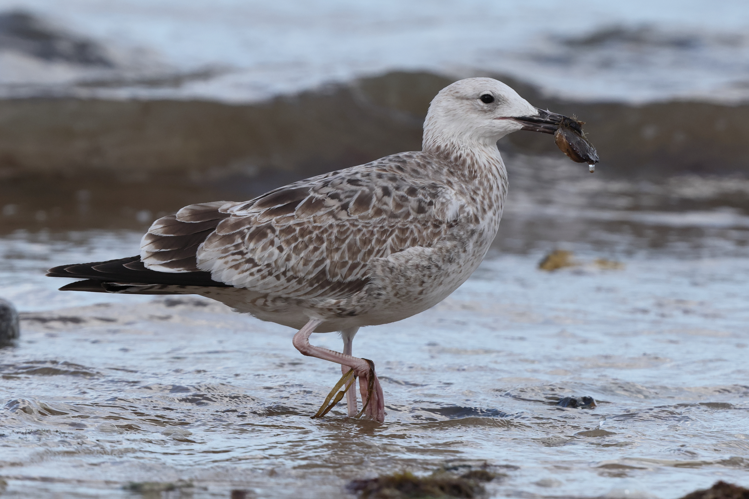 Caspian Gull. Norfolk, 08 September 2025 © Neil G. Morris