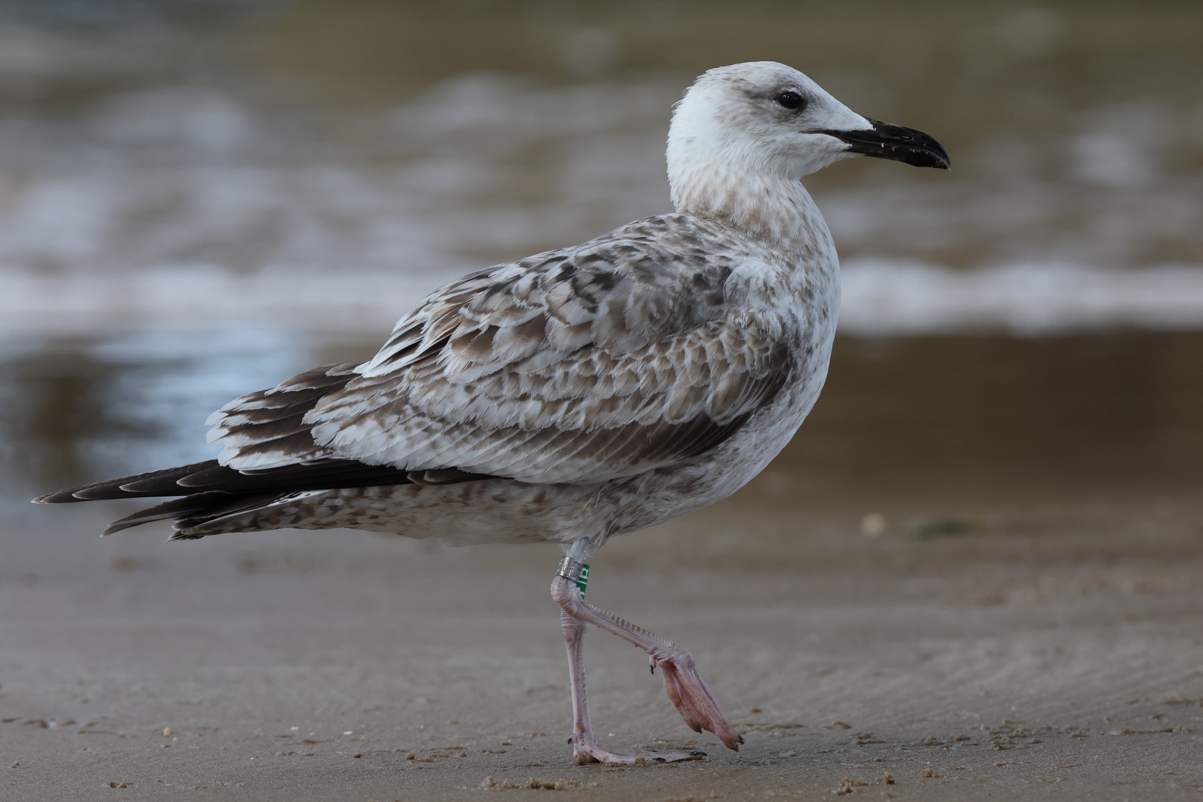 Caspian Gull. Norfolk, 08 September 2025 © Neil G. Morris