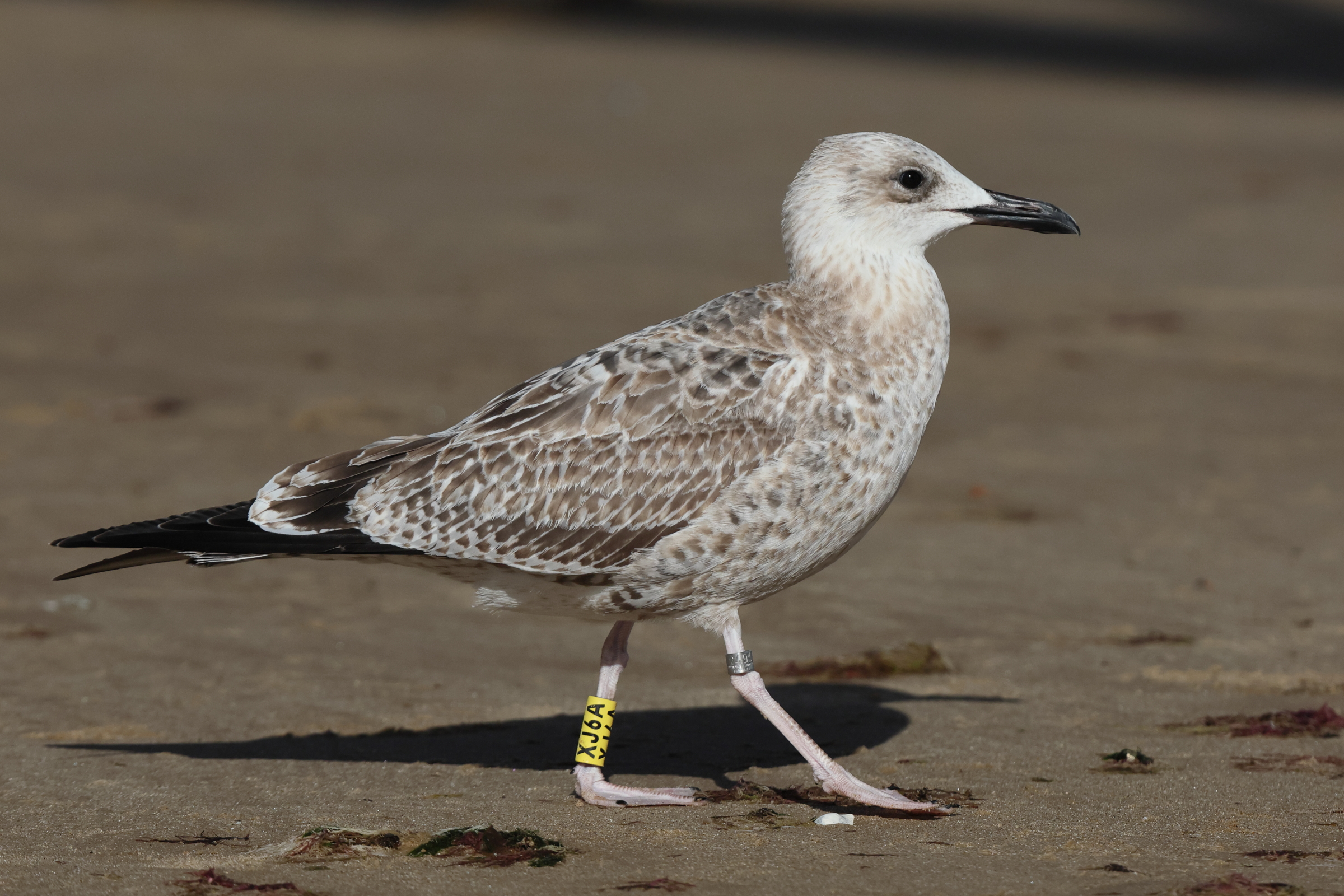 Caspian Gull. Norfolk, 08 September 2025 © Neil G. Morris