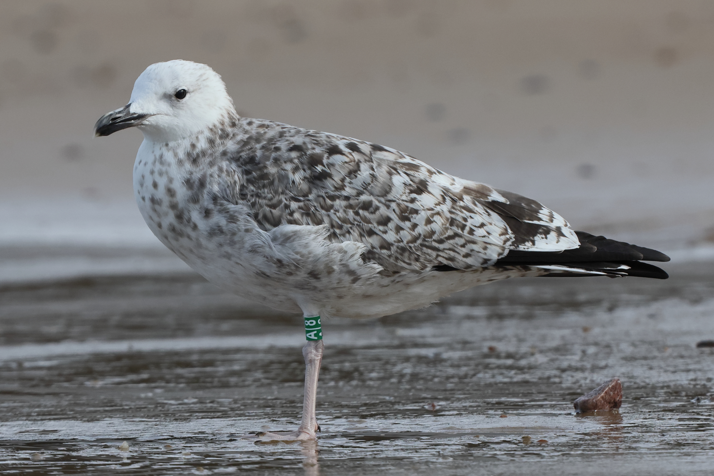Caspian Gull. Norfolk, 08 September 2025 © Neil G. Morris