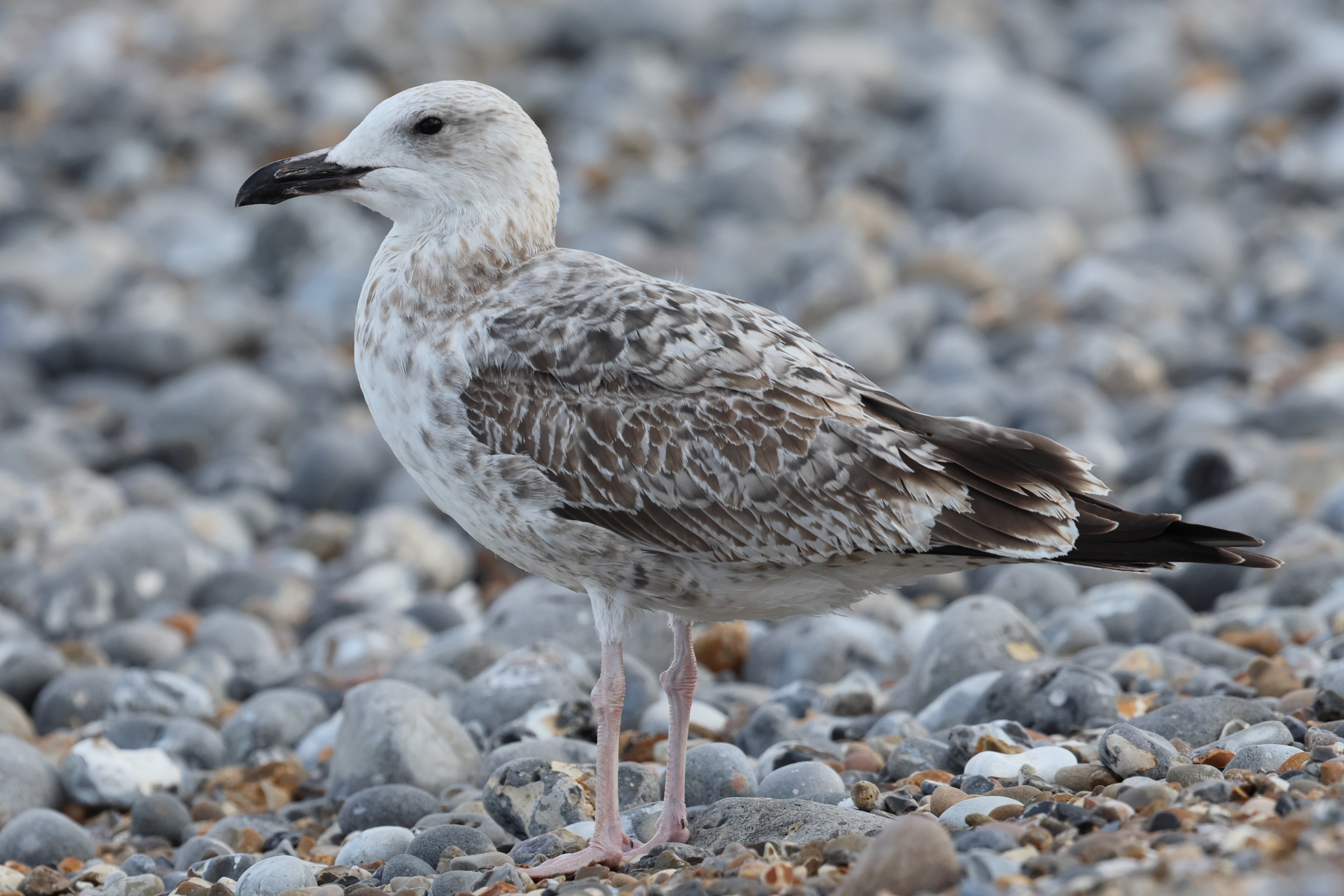 Caspian Gull. Norfolk, 08 September 2025 © Neil G. Morris