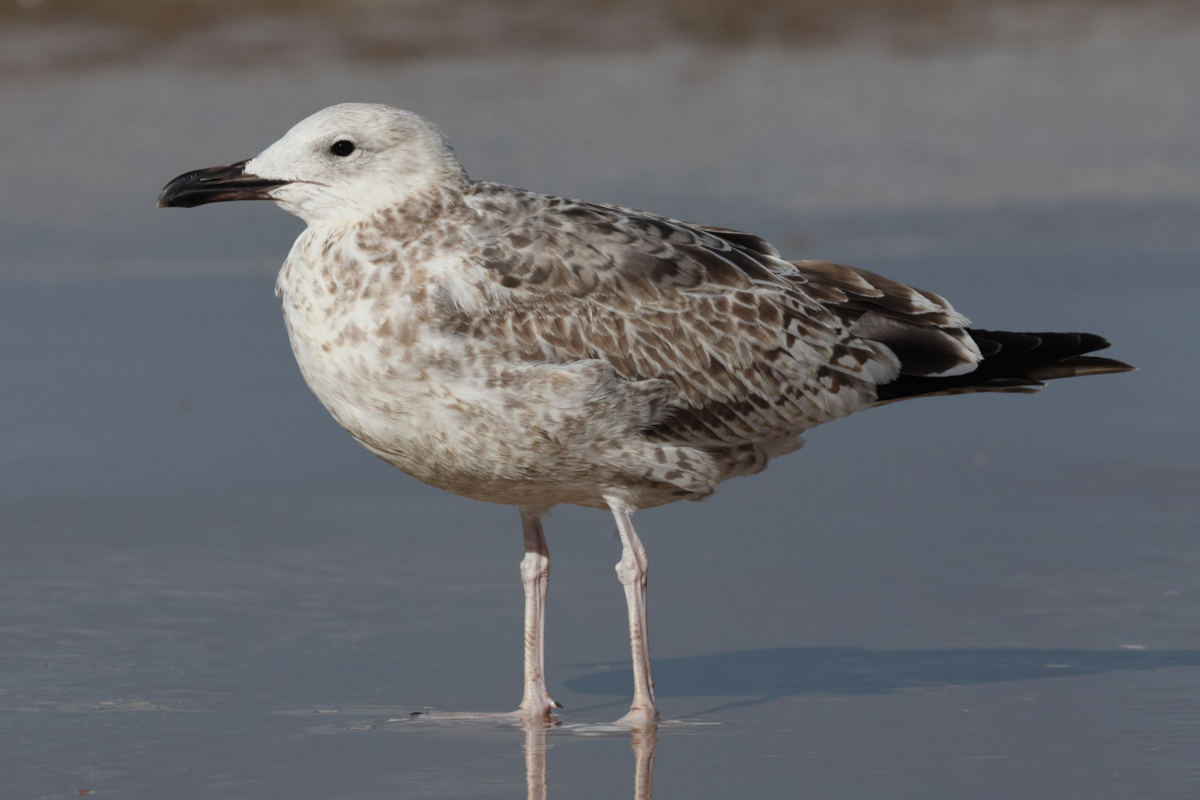 Caspian Gull. Norfolk, 11 September 2025 © Neil G. Morris