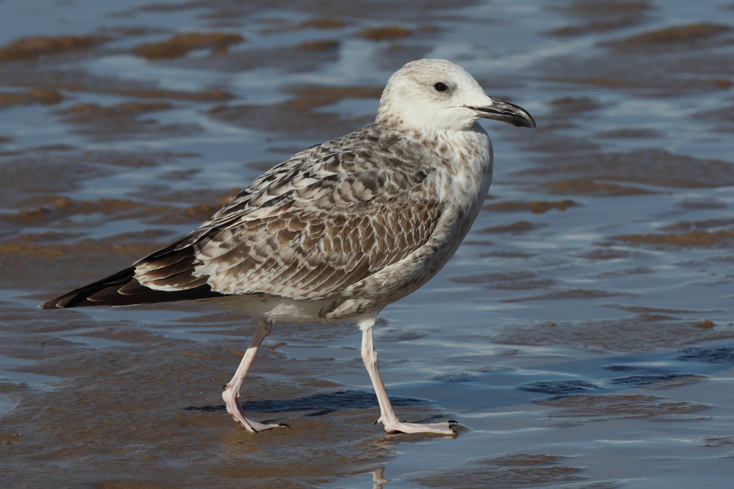 Caspian Gull. Norfolk, 11 September 2025 © Neil G. Morris
