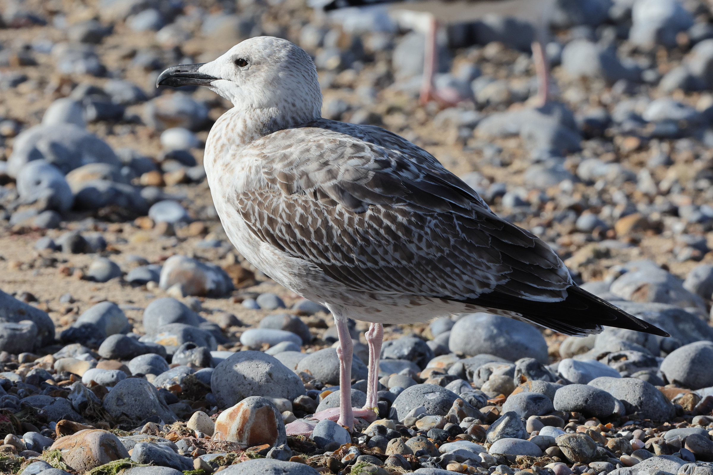 Caspian Gull. Norfolk, 11 September 2025 © Neil G. Morris