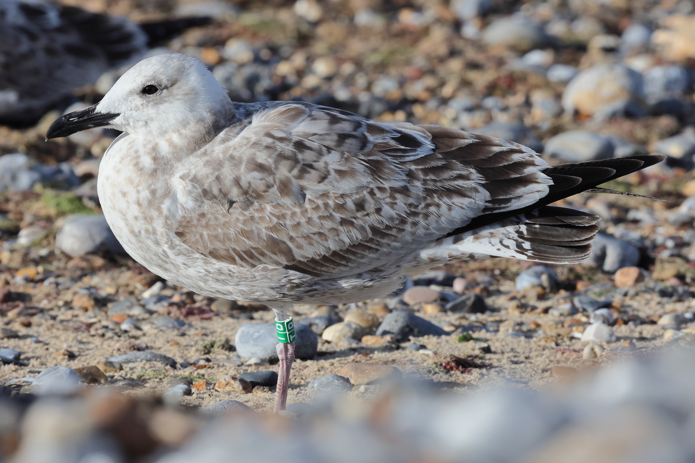 Caspian Gull. Norfolk, 11 September 2025 © Neil G. Morris