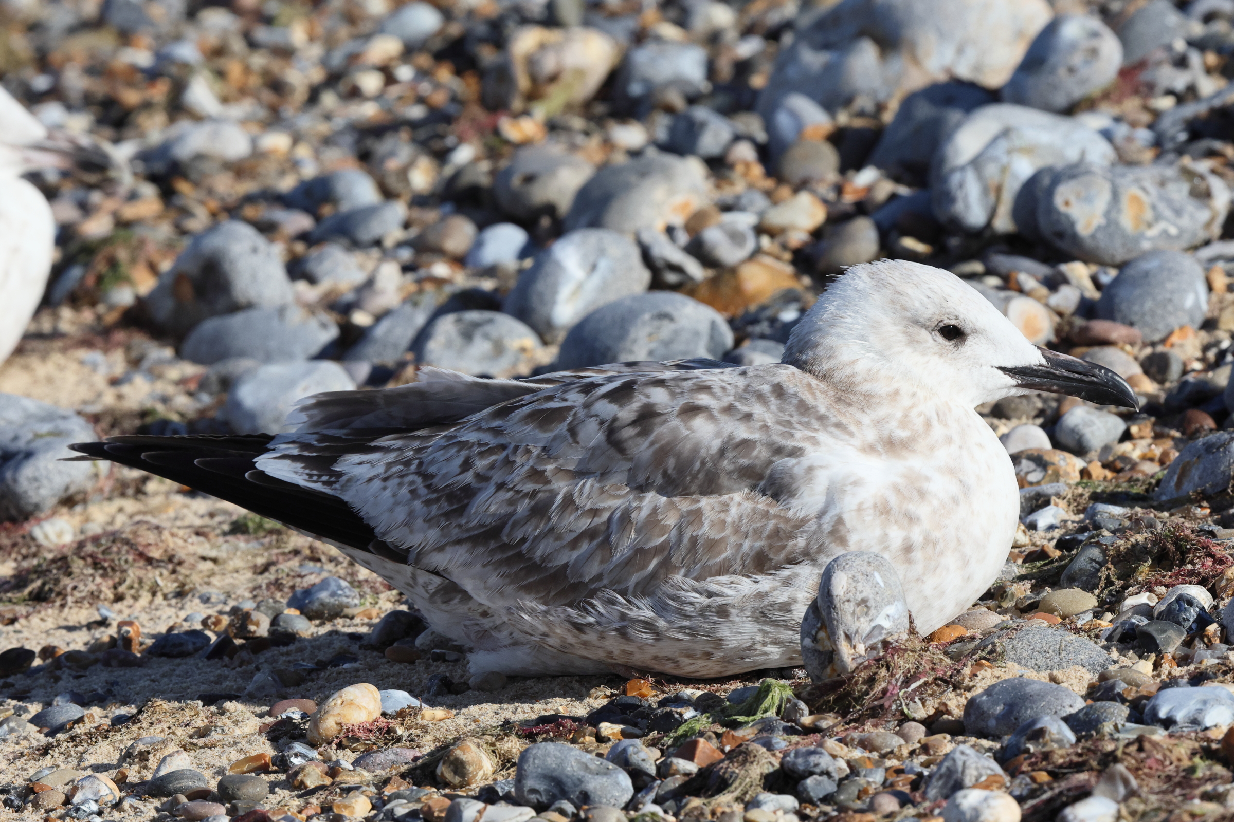 Caspian Gull. Norfolk, 11 September 2025 © Neil G. Morris