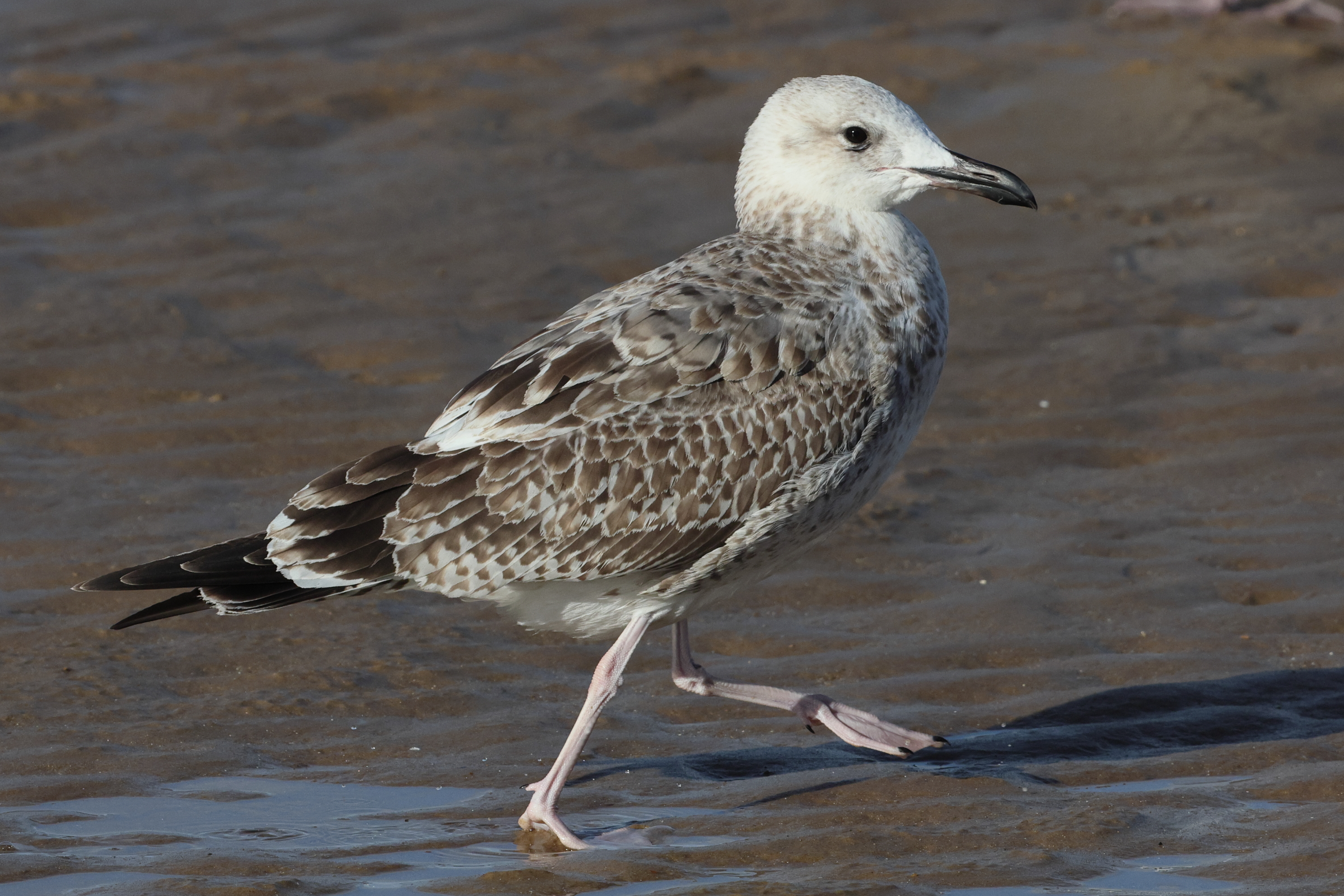 Caspian Gull. Norfolk, 11 September 2025 © Neil G. Morris