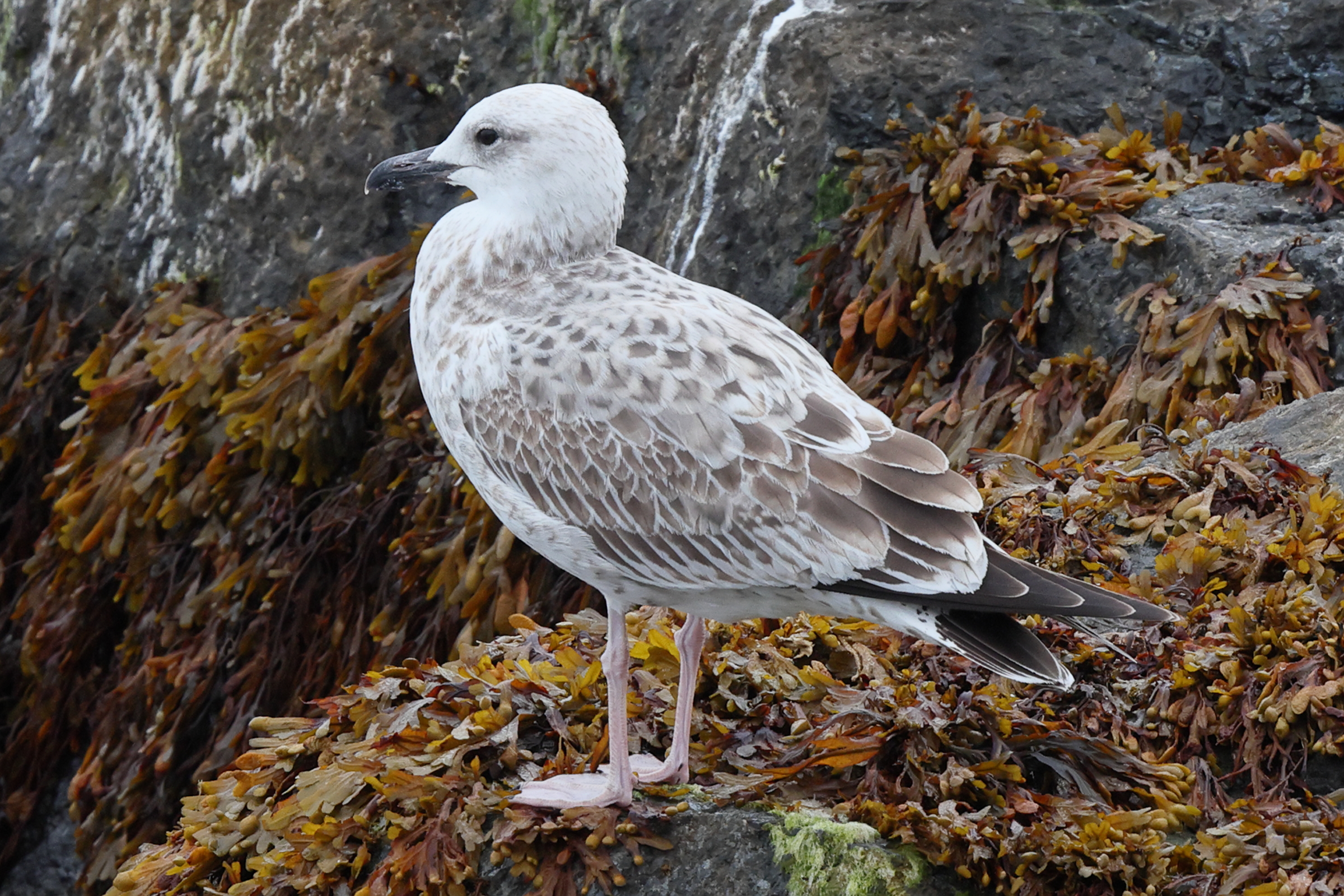 Caspian Gull. Norfolk, 14 September 2025 © Neil G. Morris