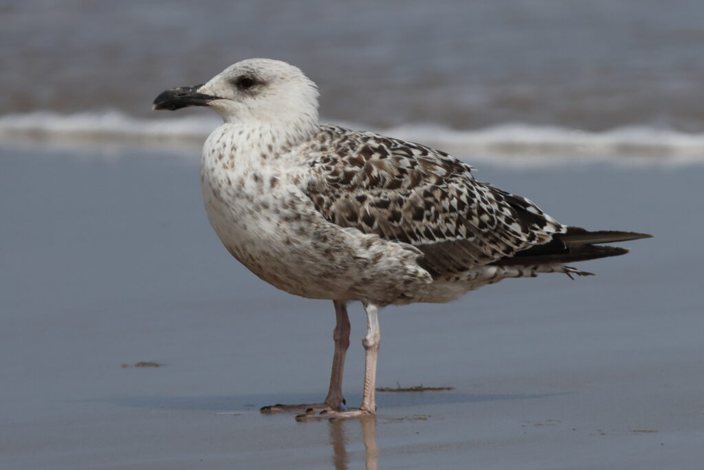 Great Black-backed Gull. Norfolk, 07 August 2025 © Neil G. Morris