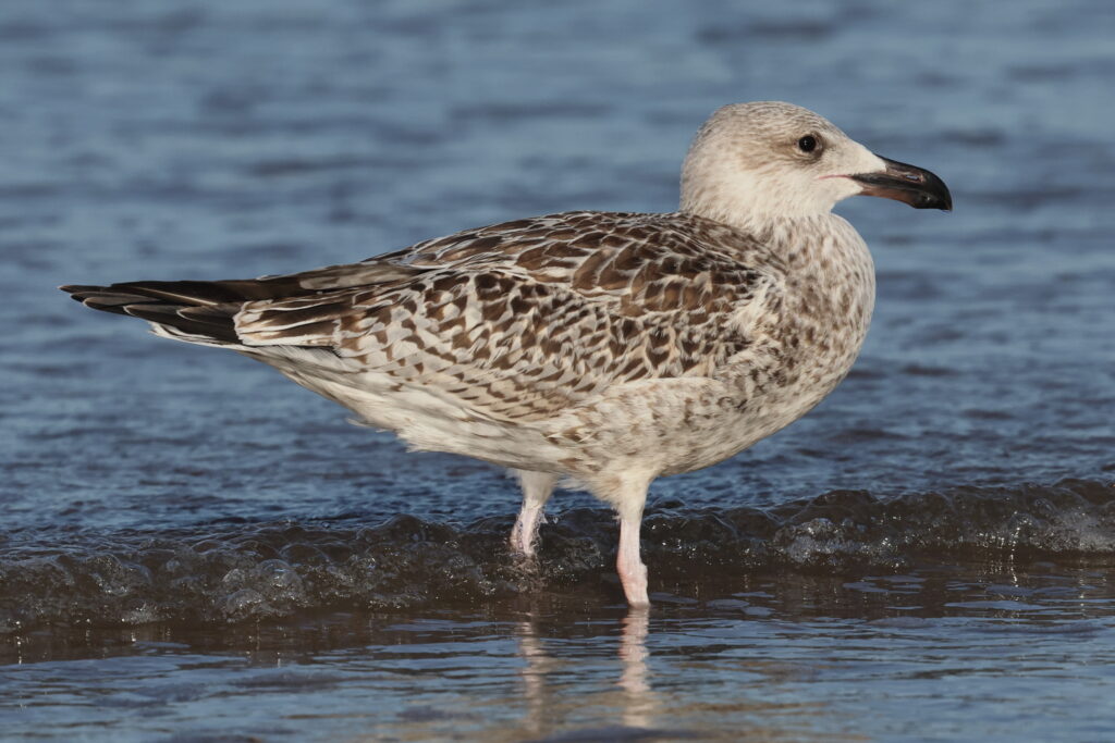 Great Black-backed Gull. Norfolk, 01 September 2025 © Neil G. Morris