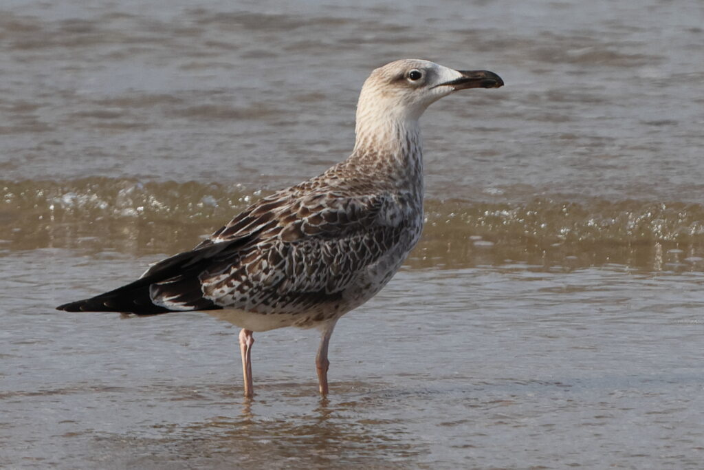 Great Black-backed Gull. Norfolk, 01 September 2025 © Neil G. Morris