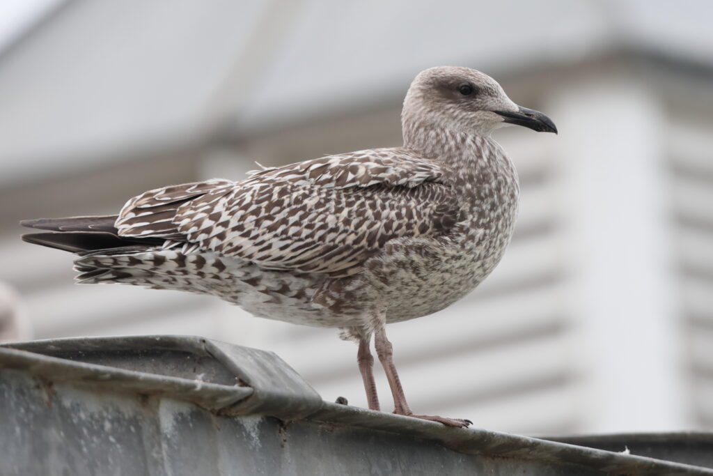 Herring Gull. Norfolk, 19 August 2025 © Neil G. Morris