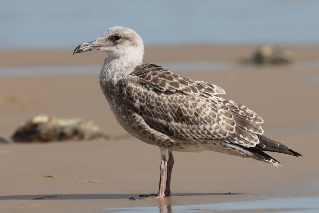 Herring Gull. Norfolk, 08 August 2025 © Neil G. Morris