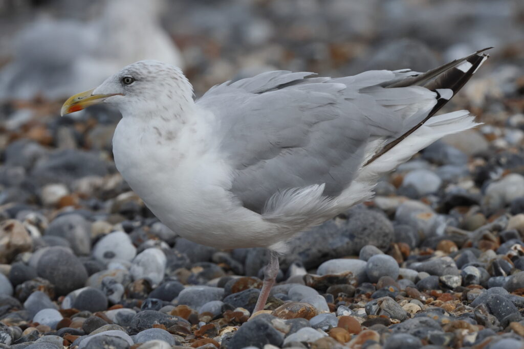 Herring Gull. Norfolk, 08 September 2025 © Neil G. Morris