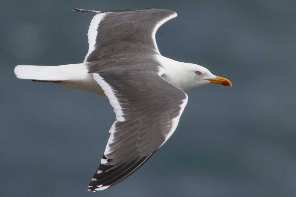 Lesser Black-backed Gull. Pembrokeshire, 29 May 2011 © Neil G. Morris