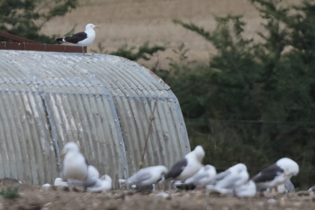 Lesser Black-backed Gull. Suffolk, 16 June 2025 © Neil G. Morris