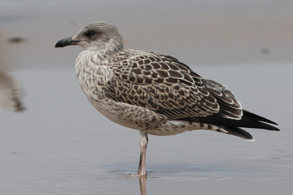 Lesser Black-backed Gull. Norfolk, 07 August 2025 © Neil G. Morris