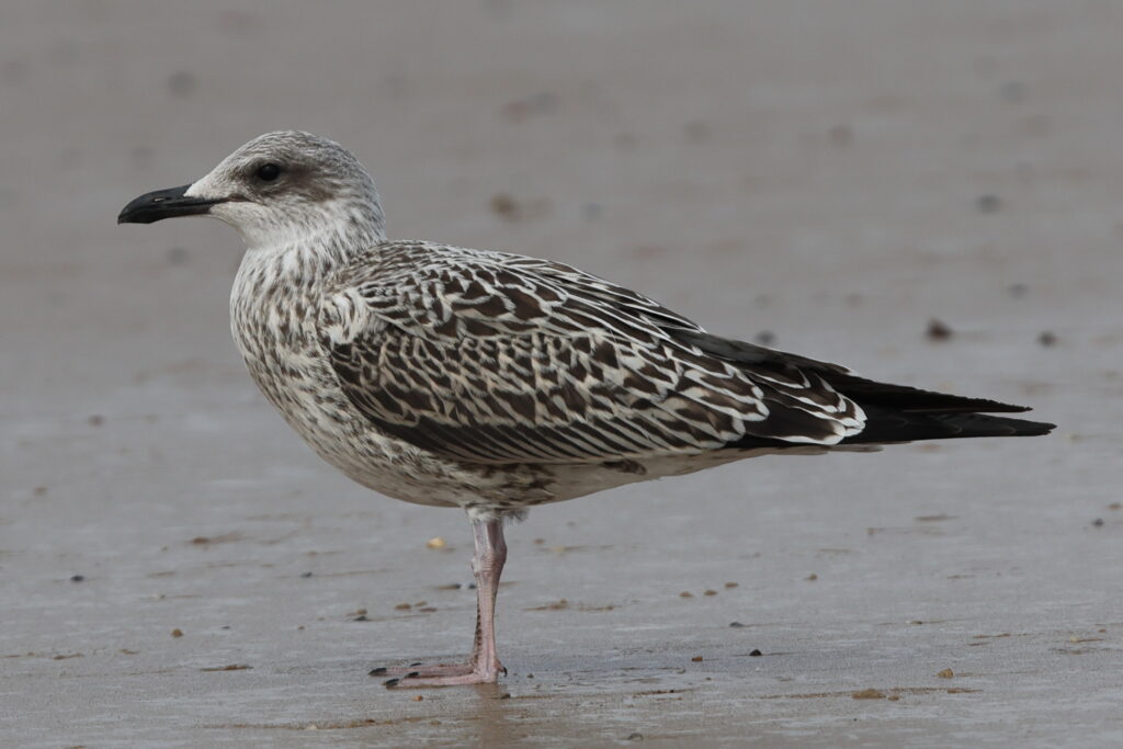 Lesser Black-backed Gull. Norfolk, 07 August 2025 © Neil G. Morris