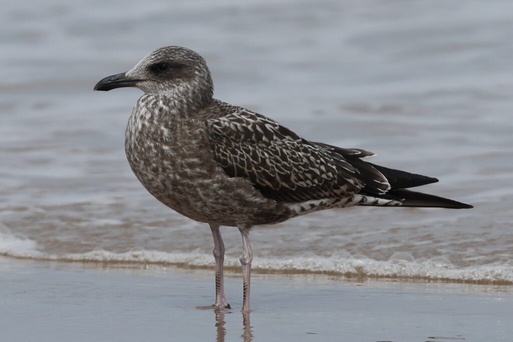 Lesser Black-backed Gull. Norfolk, 07 August 2025 © Neil G. Morris