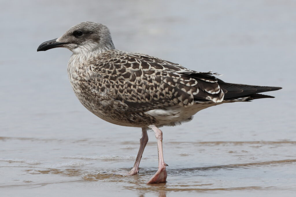Lesser Black-backed Gull. Norfolk, 07 August 2025 © Neil G. Morris