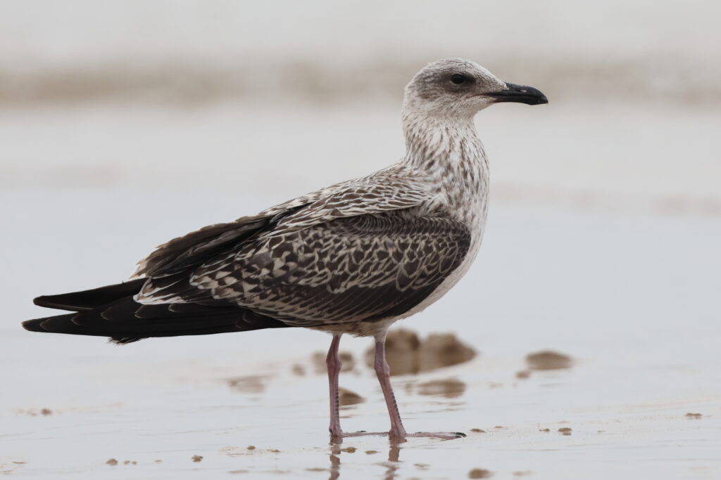 Lesser Black-backed Gull. Norfolk, 13 August 2025 © Neil G. Morris