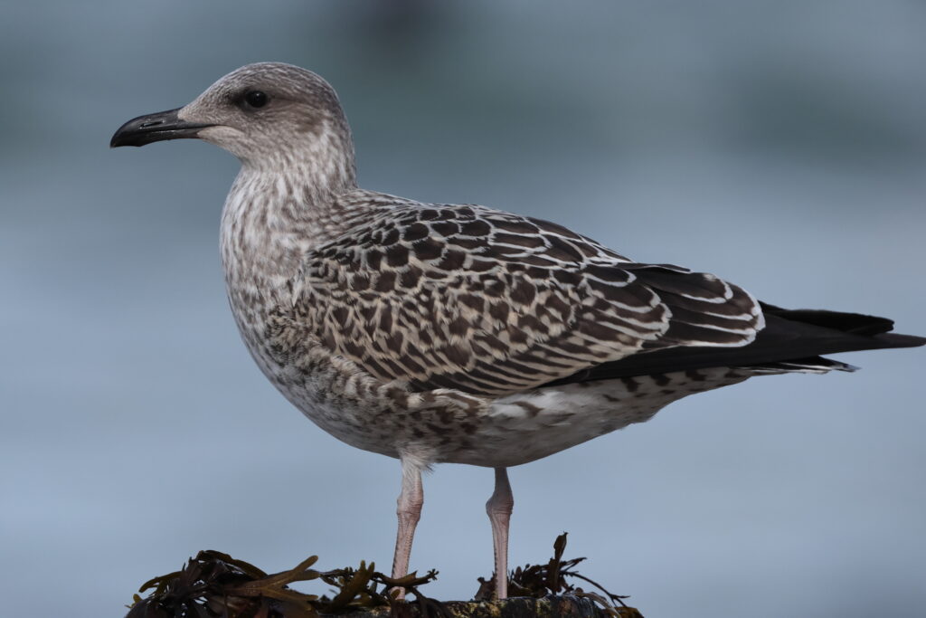 Lesser Black-backed Gull. Norfolk, 16 August 2025 © Neil G. Morris