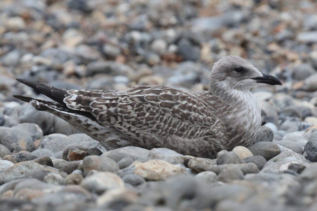 Lesser Black-backed Gull. Norfolk, 19 August 2025 © Neil G. Morris
