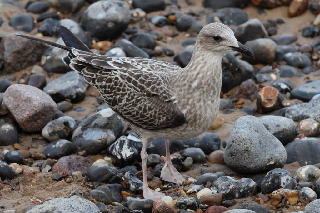 Lesser Black-backed Gull. Norfolk, 26 August 2025 © Neil G. Morris