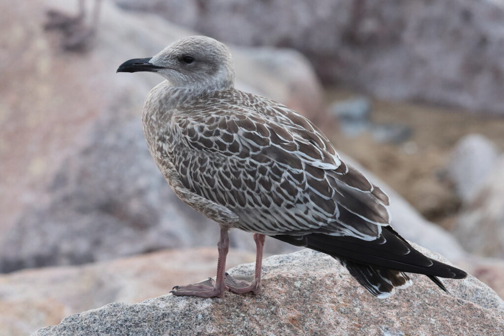 Lesser Black-backed Gull. Norfolk, 26 August 2025 © Neil G. Morris