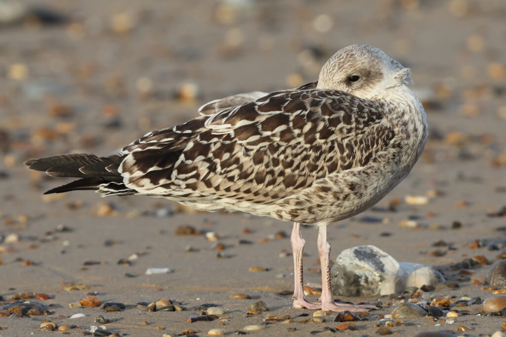 Lesser Black-backed Gull. Norfolk, 26 August 2025 © Neil G. Morris