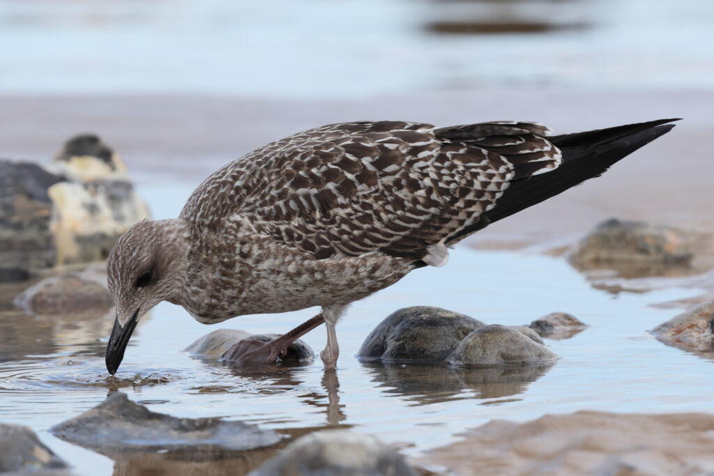 Lesser Black-backed Gull. Norfolk, 08 September 2025 © Neil G. Morris