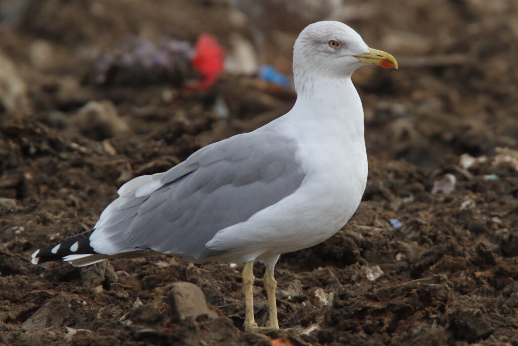 Yellow-legged Gull. Essex, 10 February 2010 © Neil G. Morris