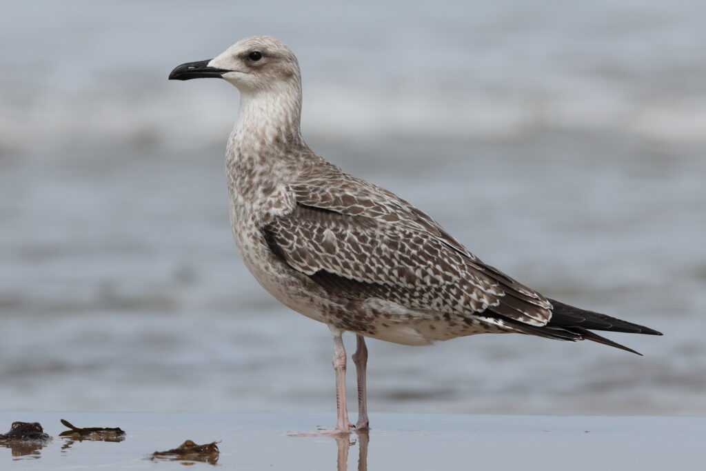 Yellow-legged Gull. Norfolk, 07 August 2025 © Neil G. Morris