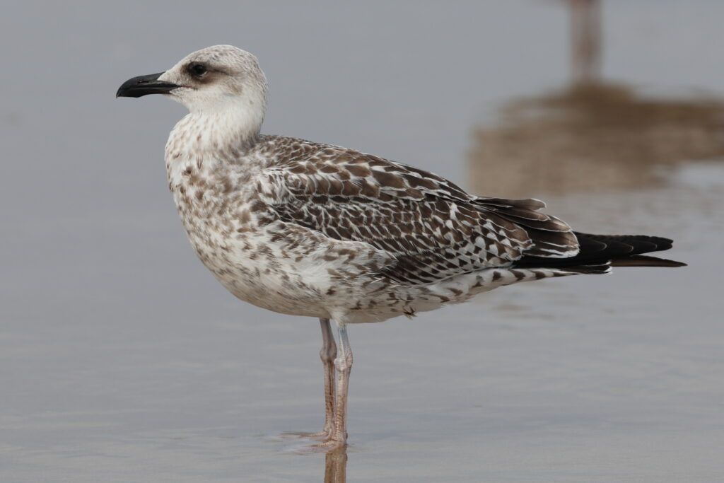 Yellow-legged Gull. Norfolk, 07 August 2025 © Neil G. Morris