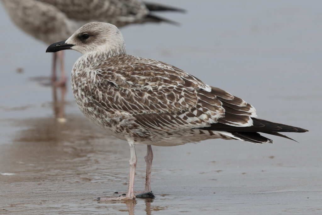 Yellow-legged Gull. Norfolk, 07 August 2025 © Neil G. Morris