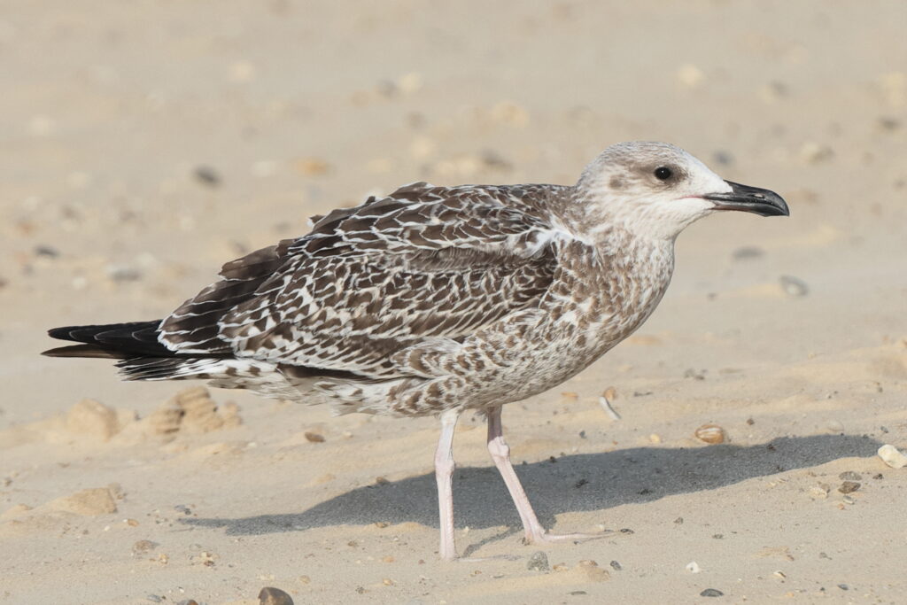 Yellow-legged Gull. Norfolk, 08 August 2025 © Neil G. Morris
