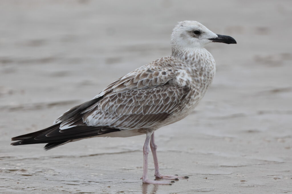 Yellow-legged Gull. Norfolk, 13 August 2025 © Neil G. Morris