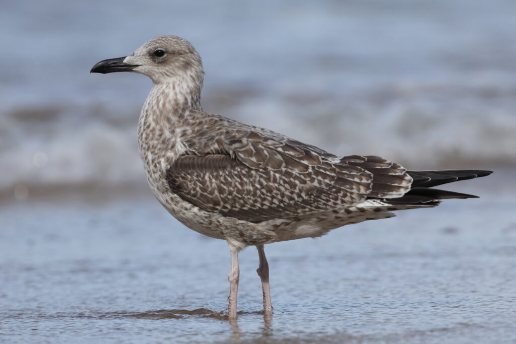 Yellow-legged Gull. Norfolk, 16 August 2025 © Neil G. Morris