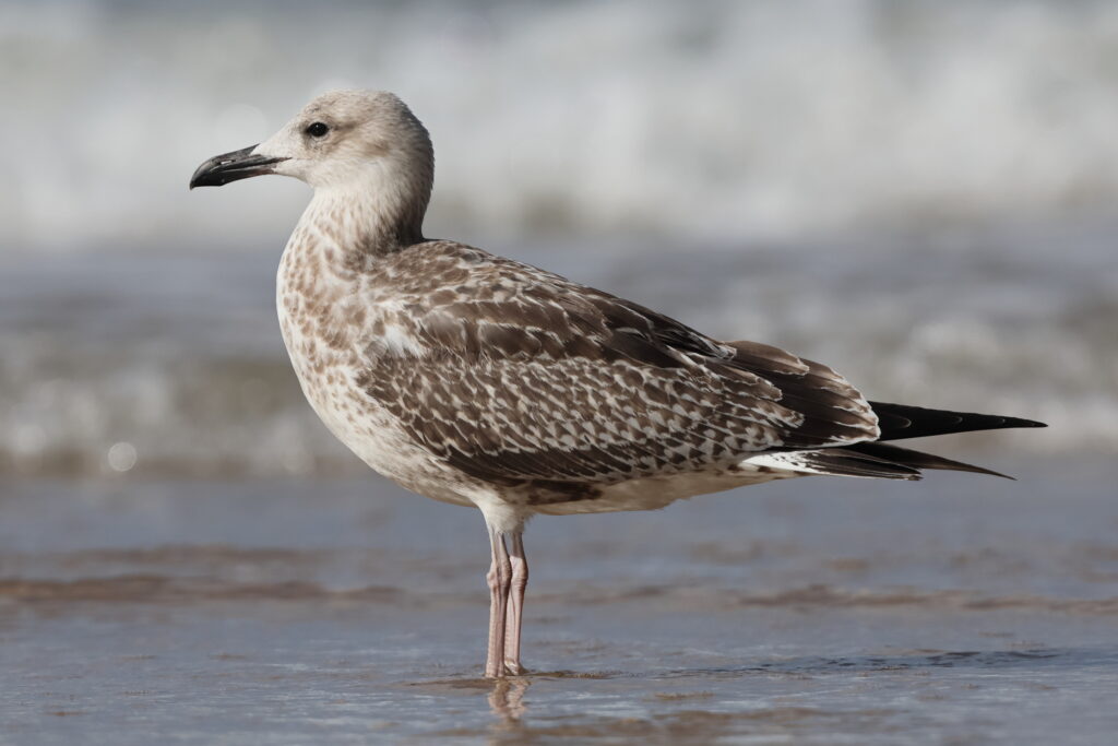 Yellow-legged Gull. Norfolk, 16 August 2025 © Neil G. Morris