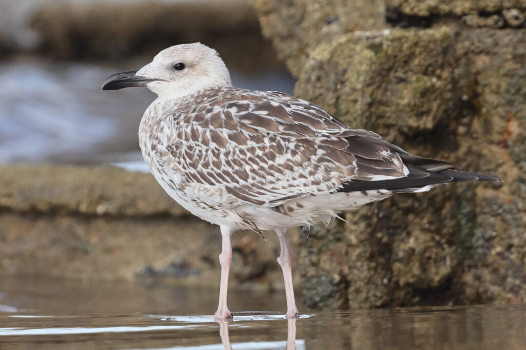 Yellow-legged Gull. Norfolk, 16 August 2025 © Neil G. Morris
