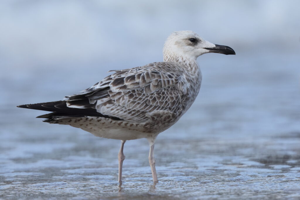 Yellow-legged Gull. Norfolk, 16 August 2025 © Neil G. Morris