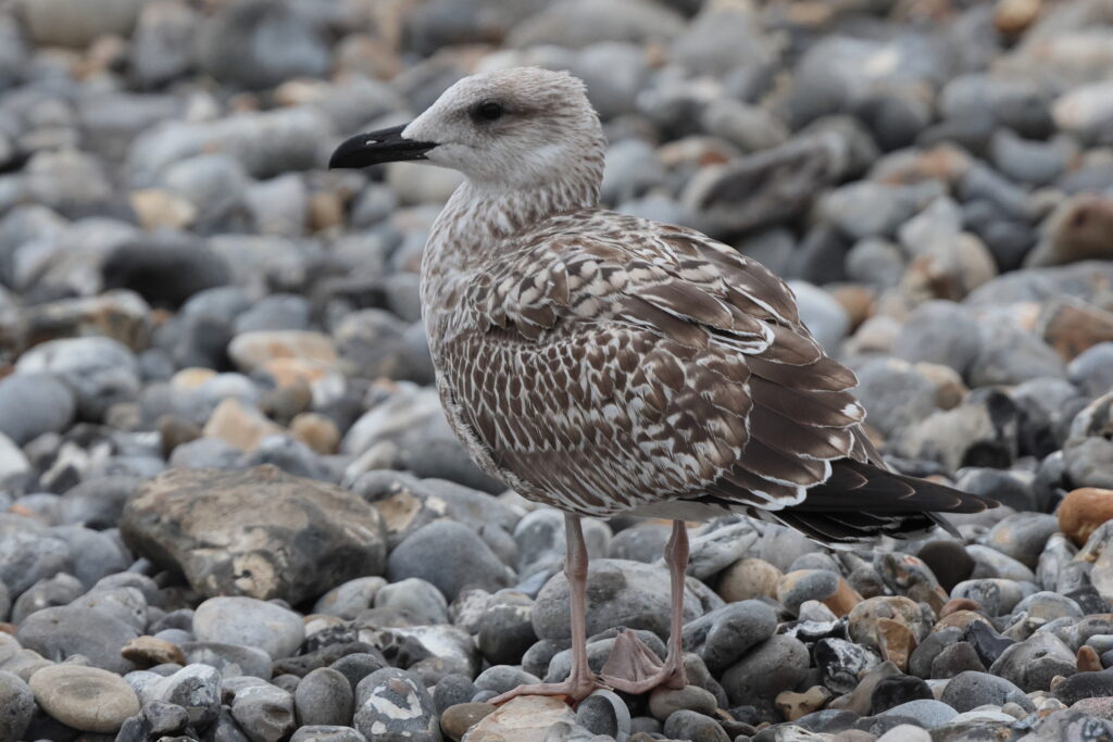 Yellow-legged Gull. Norfolk, 17 August 2025 © Neil G. Morris