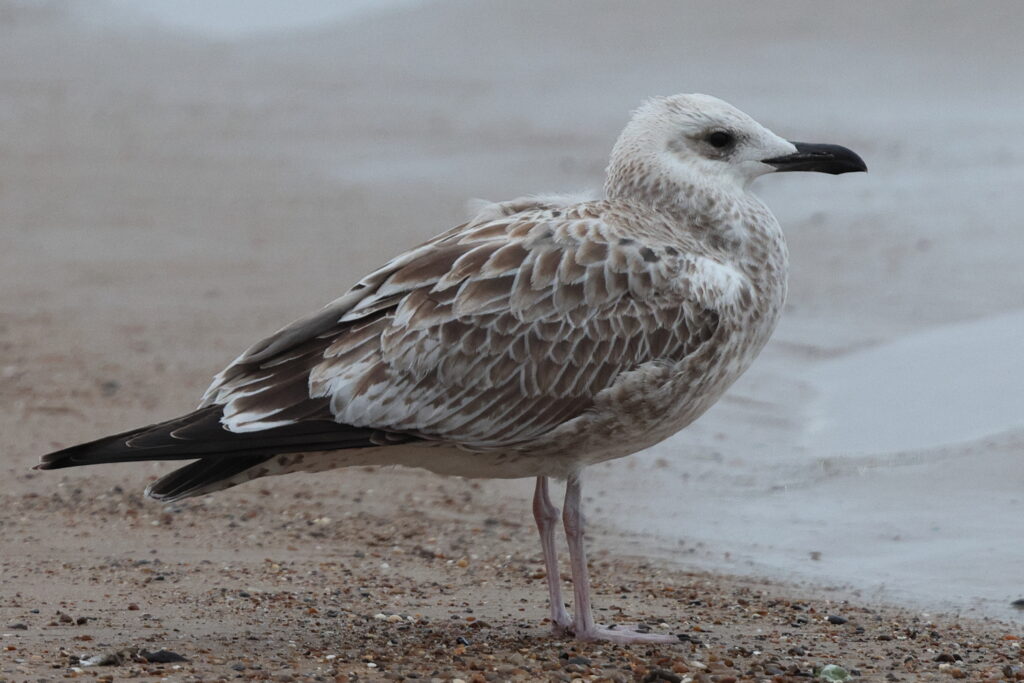 Yellow-legged Gull. Norfolk, 17 August 2025 © Neil G. Morris