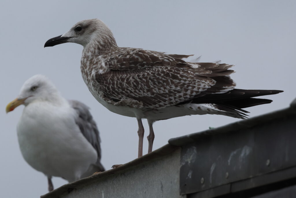 Yellow-legged Gull. Norfolk, 19 August 2025 © Neil G. Morris