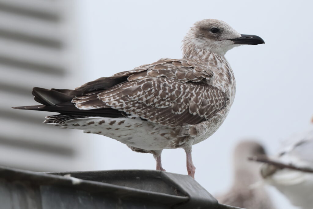 Yellow-legged Gull. Norfolk, 19 August 2025 © Neil G. Morris