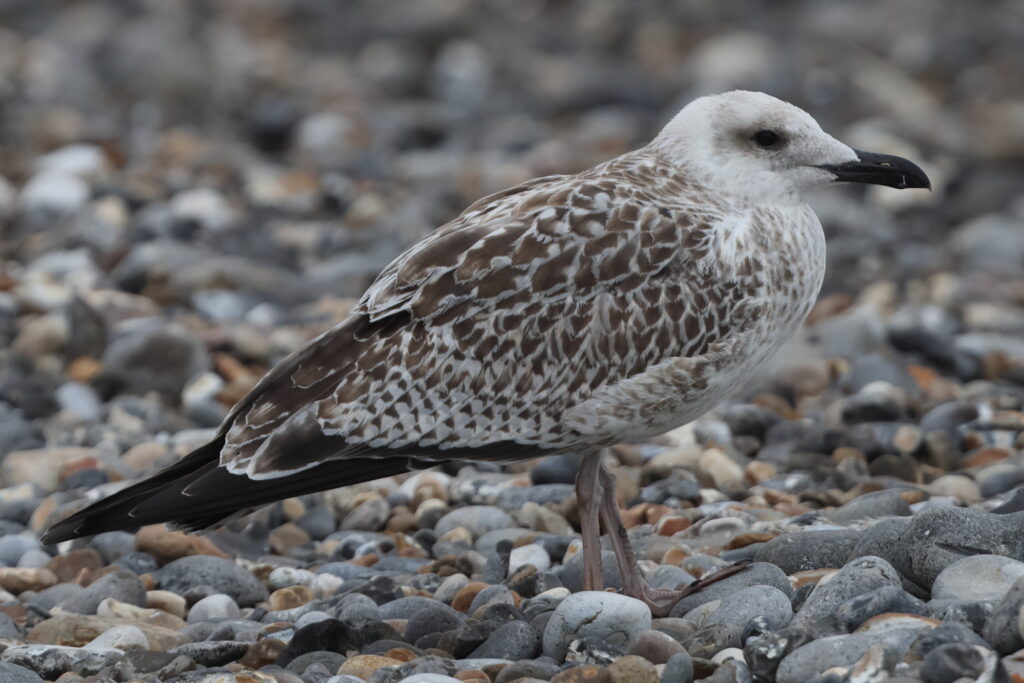 Yellow-legged Gull. Norfolk, 19 August 2025 © Neil G. Morris